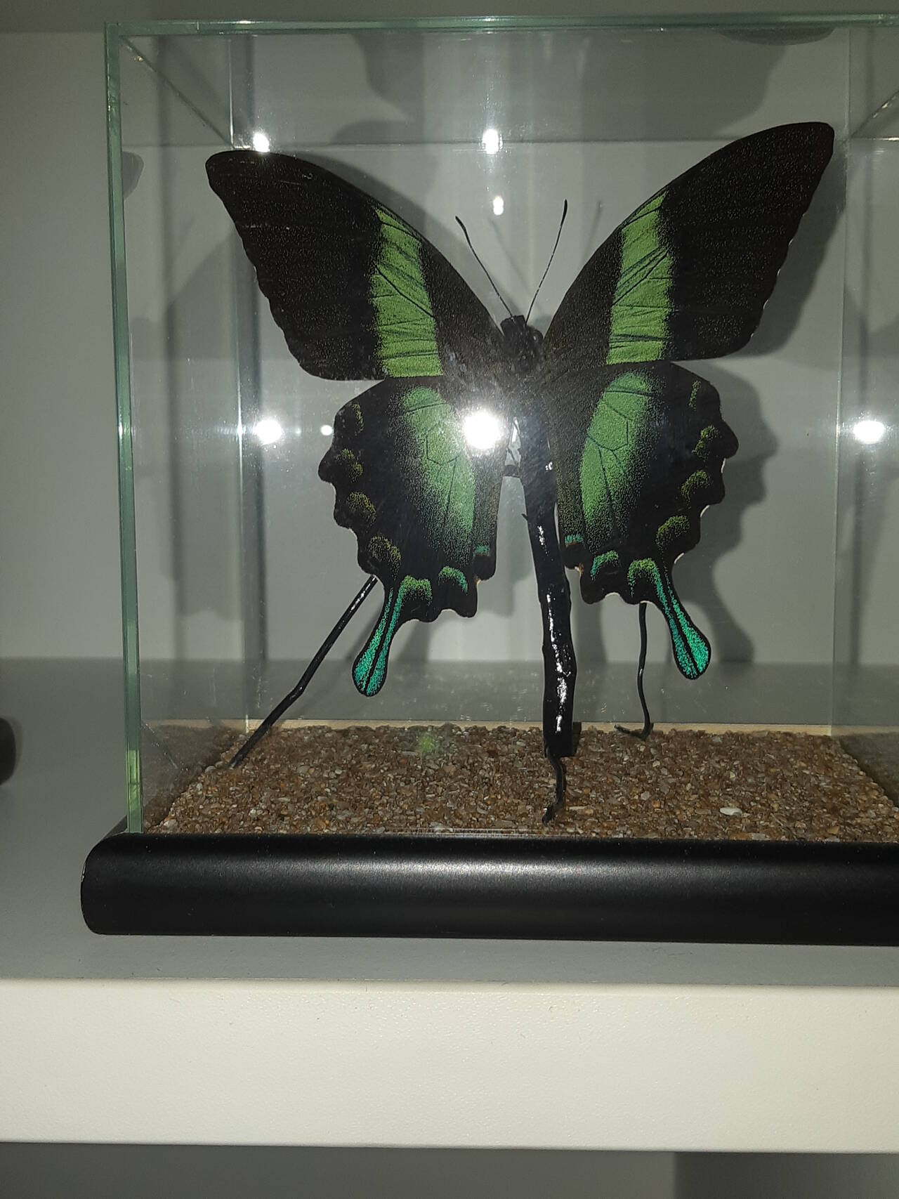 Бабочки в кубе в Москве фото 3 Для дома и дачи Москва