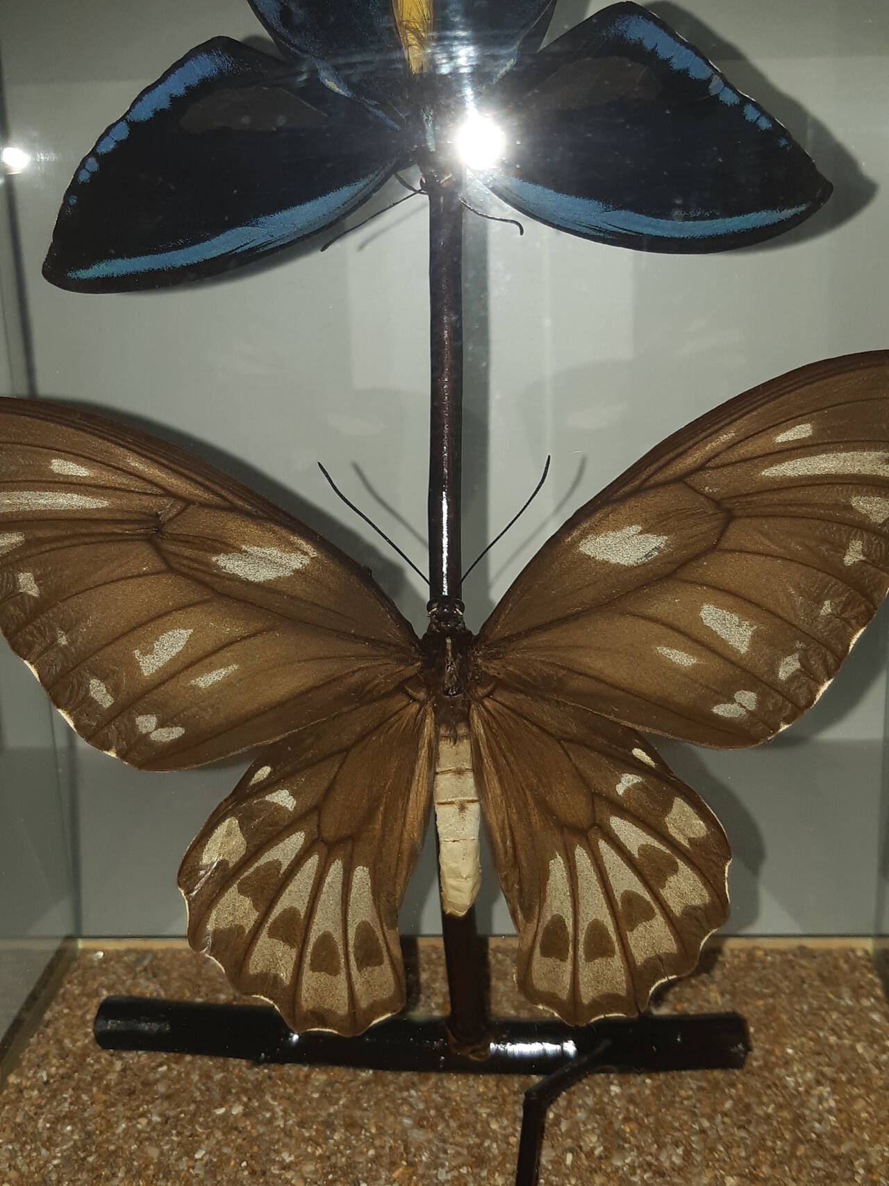 Бабочки в кубе в Москве фото 6 Для дома и дачи Москва