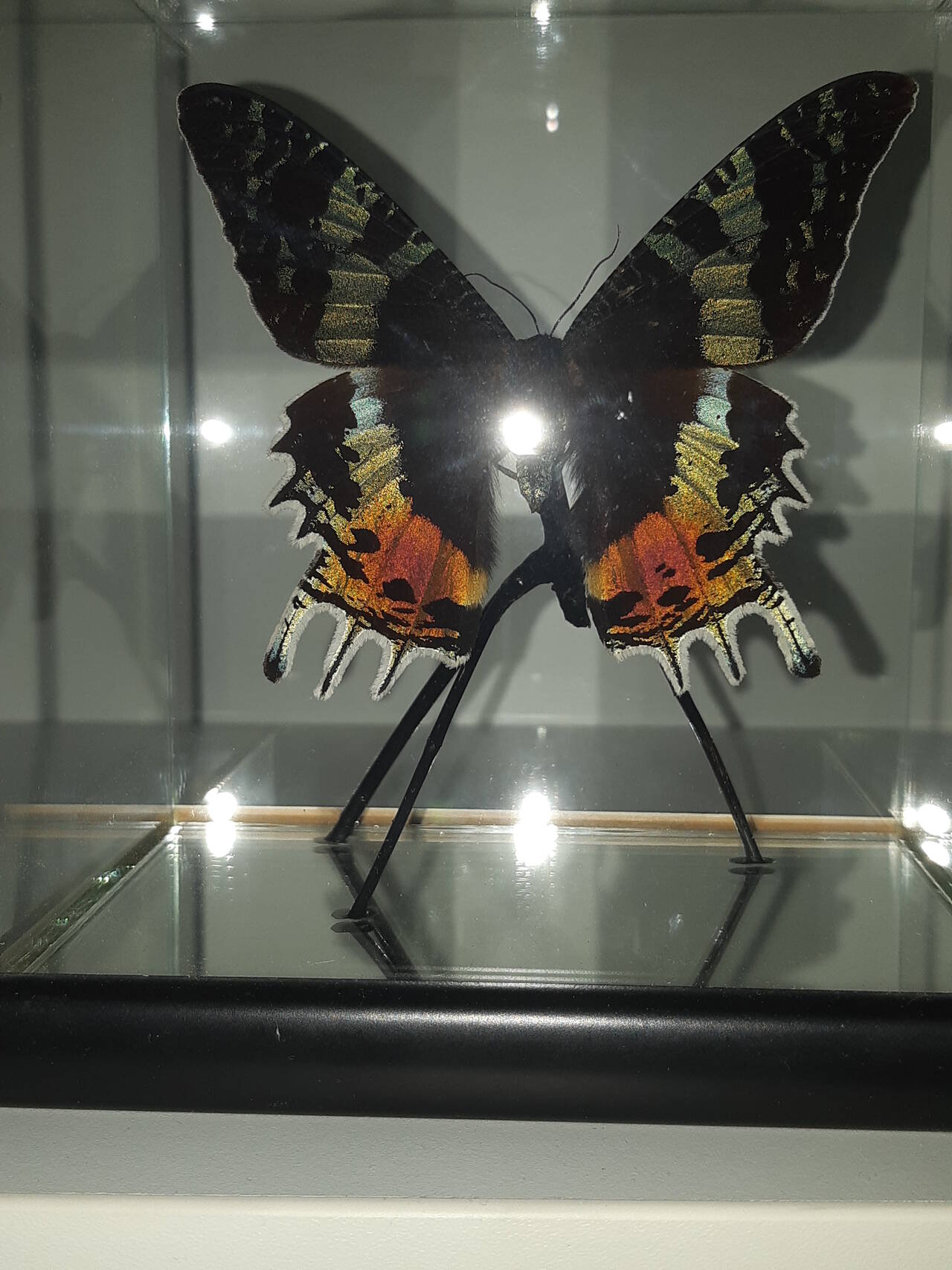 Бабочки в кубе в Москве фото 2 Для дома и дачи Москва