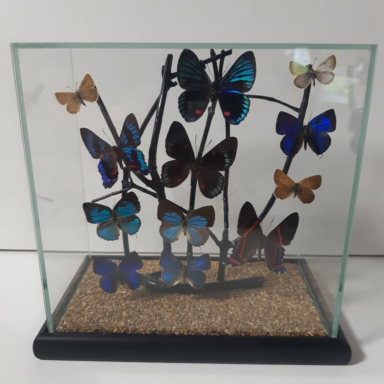 Бабочки в кубе в Москве фото 1 Для дома и дачи Москва