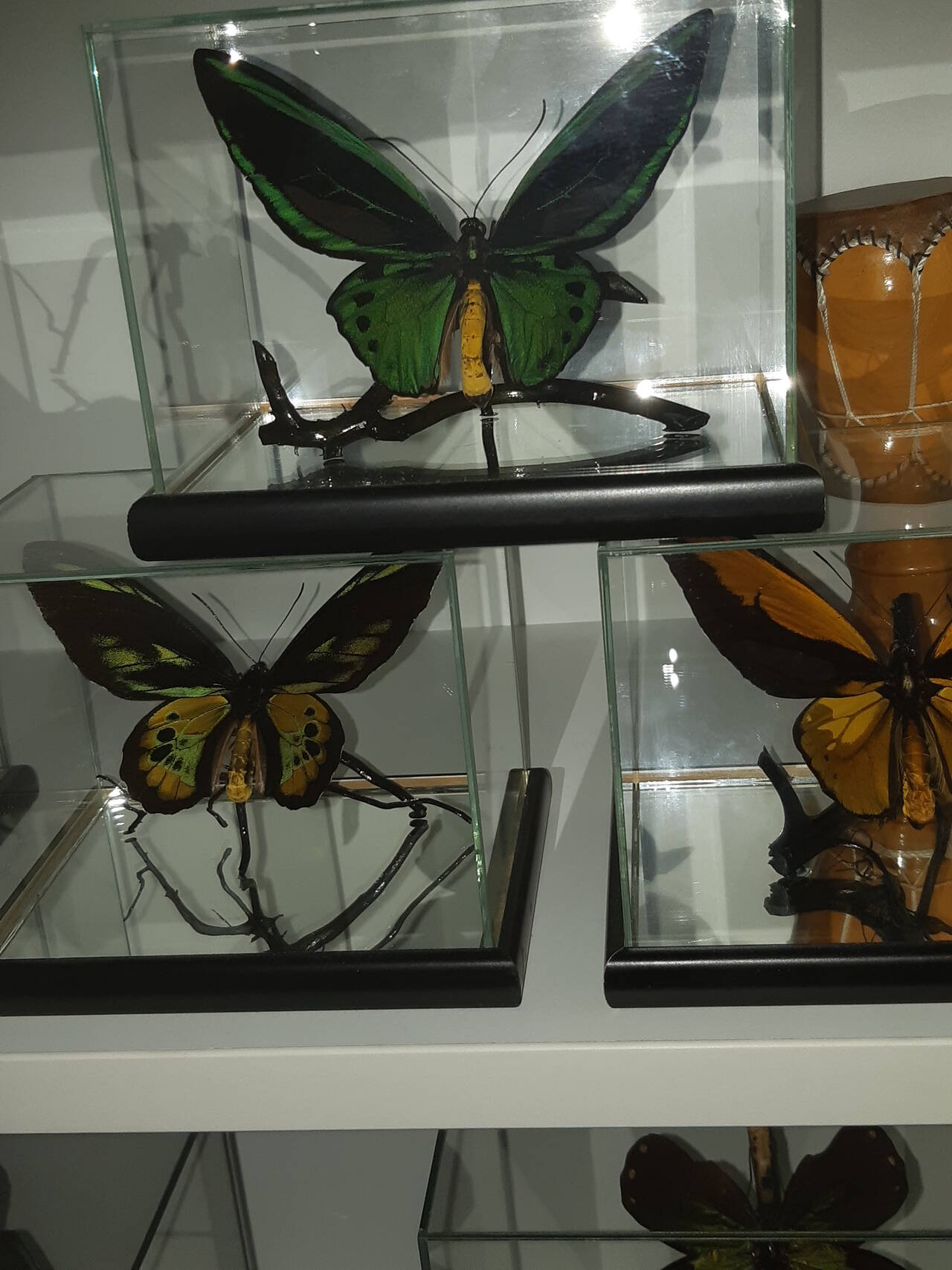 Бабочки в кубе в Москве фото 4 Для дома и дачи Москва