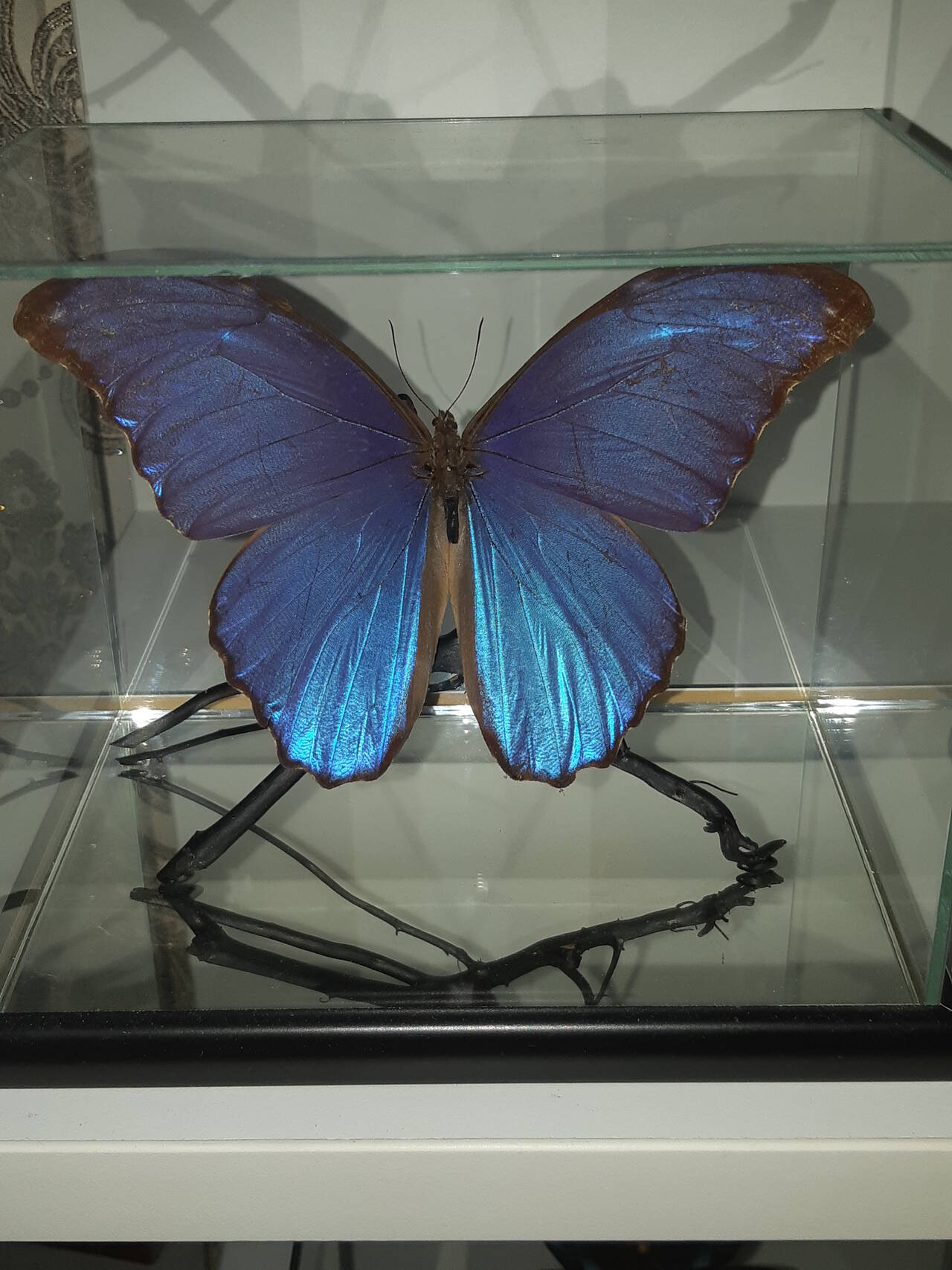 Бабочки в кубе в Москве фото 5 Для дома и дачи Москва