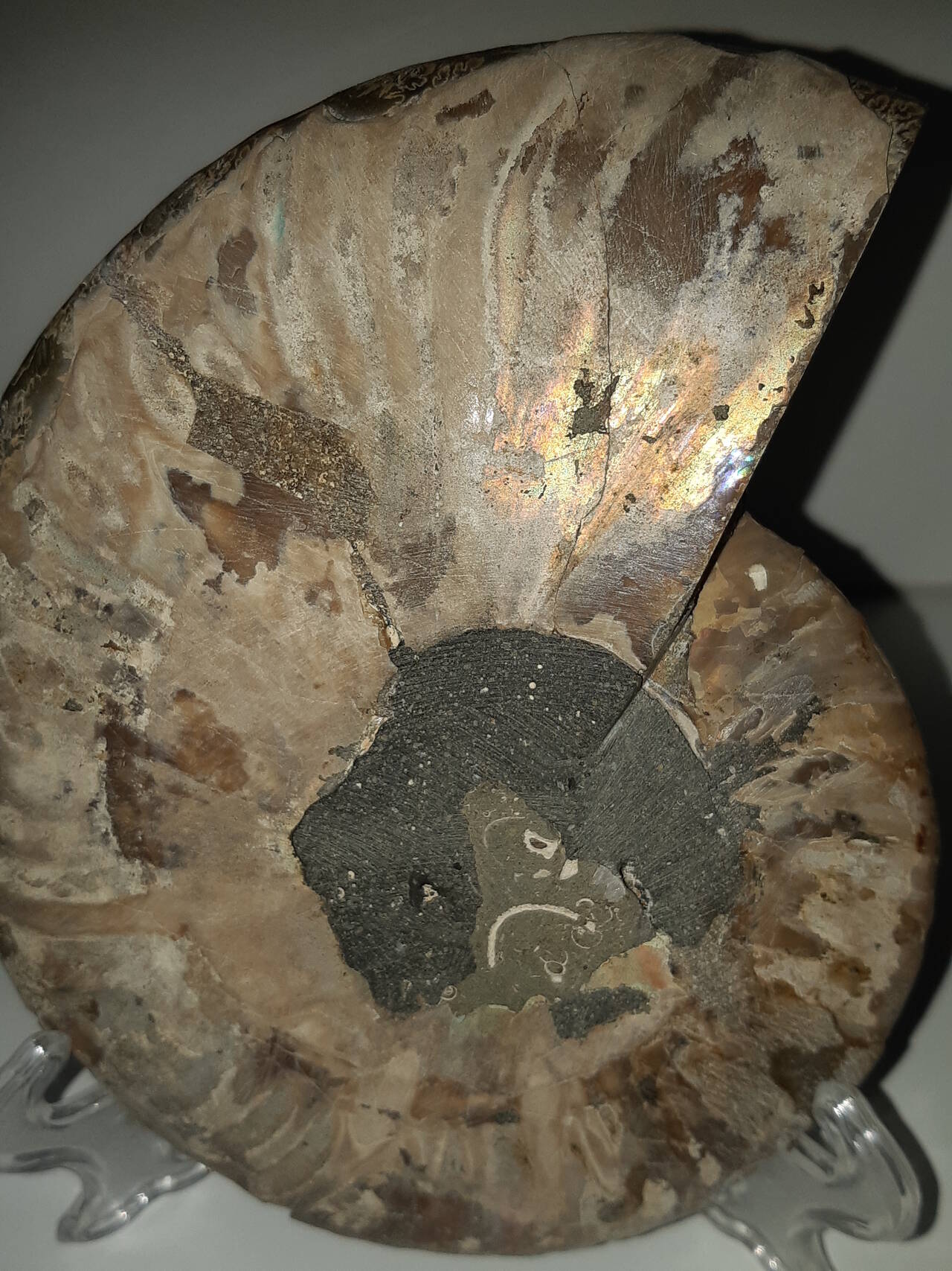 Срез аммонита в Москве фото 2 Для дома и дачи Москва