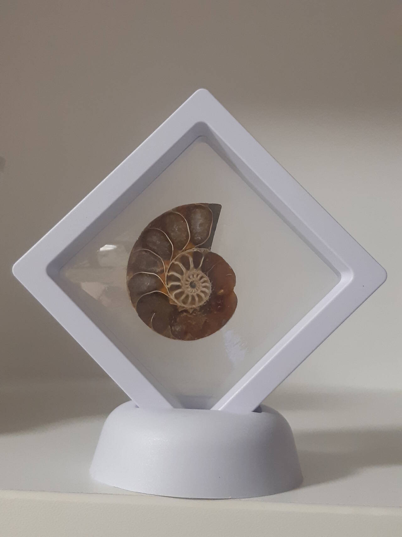 Срез аммонита в Москве фото 3 Для дома и дачи Москва