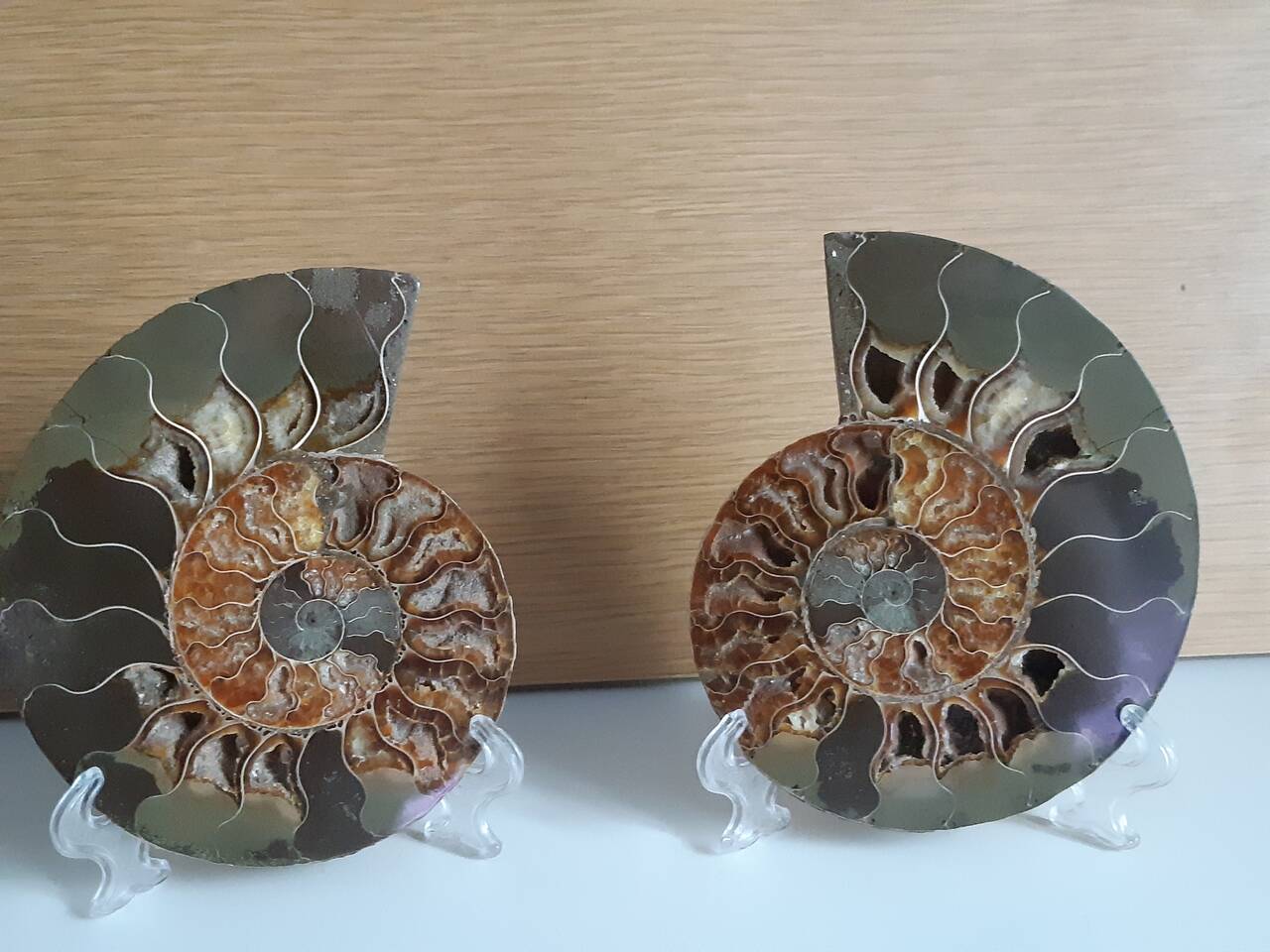 Срез аммонита в Москве фото 4 Для дома и дачи Москва