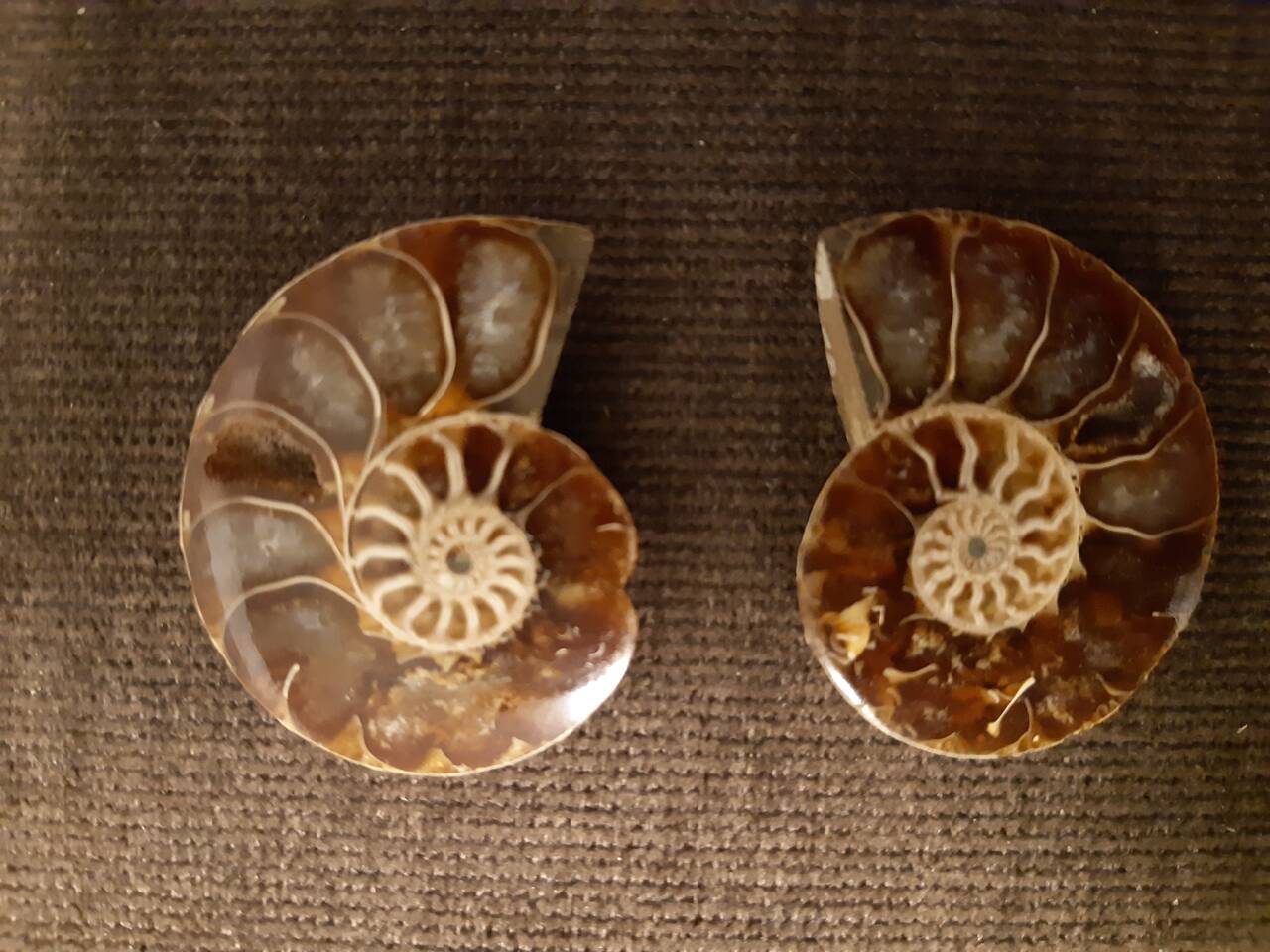 Срез аммонита в Москве фото 5 Для дома и дачи Москва