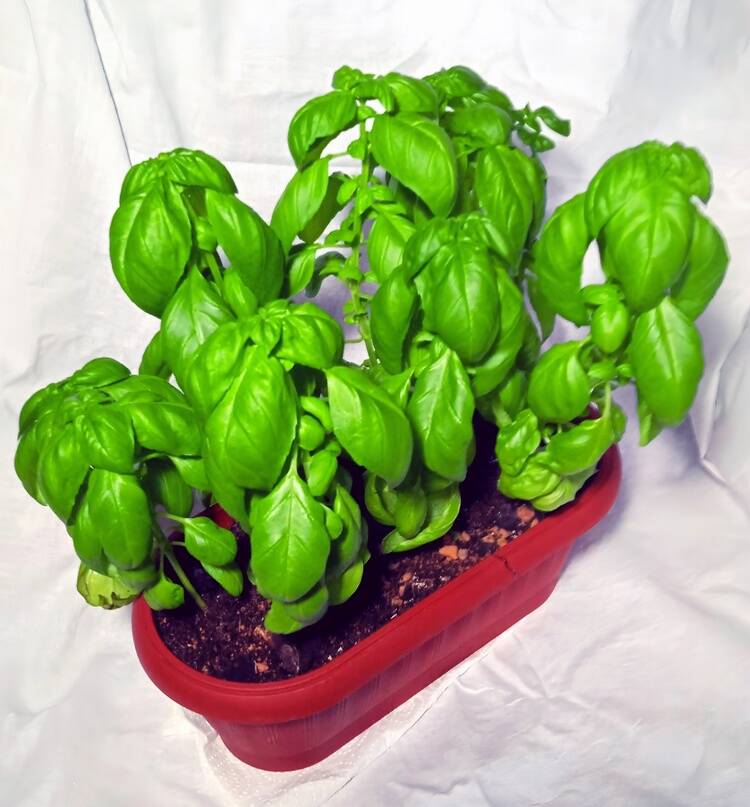 Базилик в горшке для подоконника