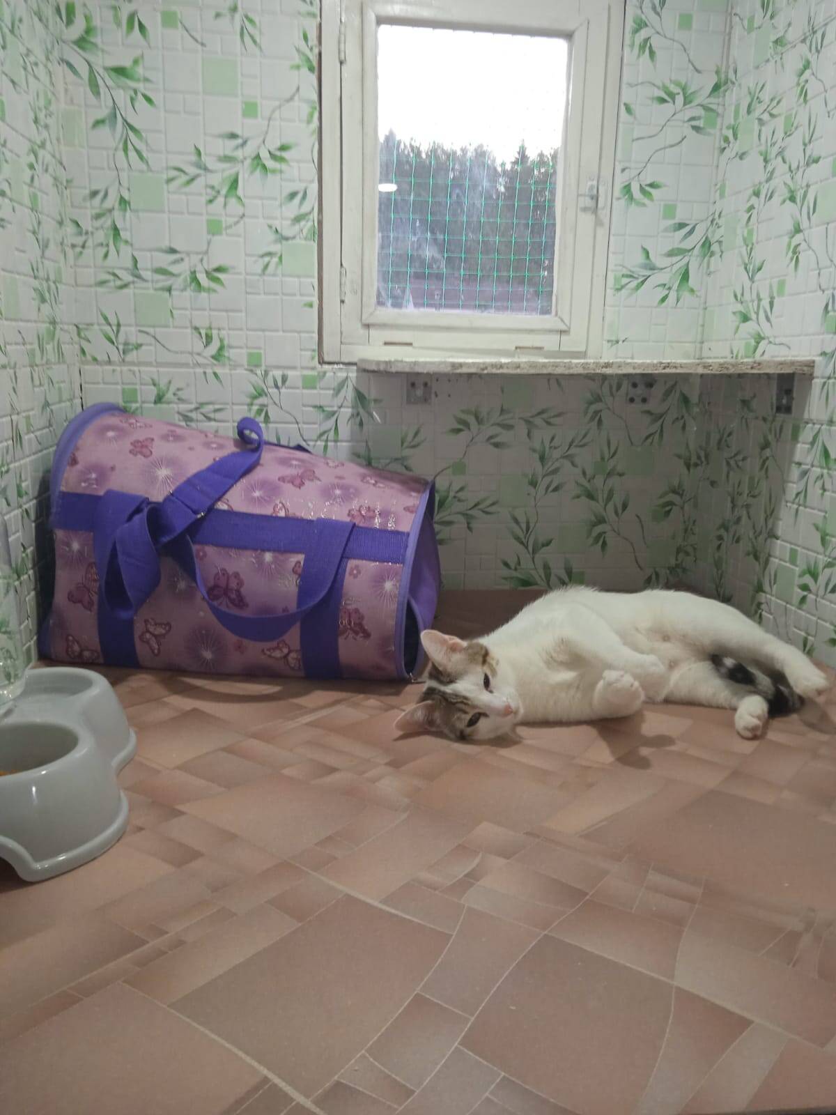 Зоогостиница для кошек на природе в Москве фото 2 Услуги Москва