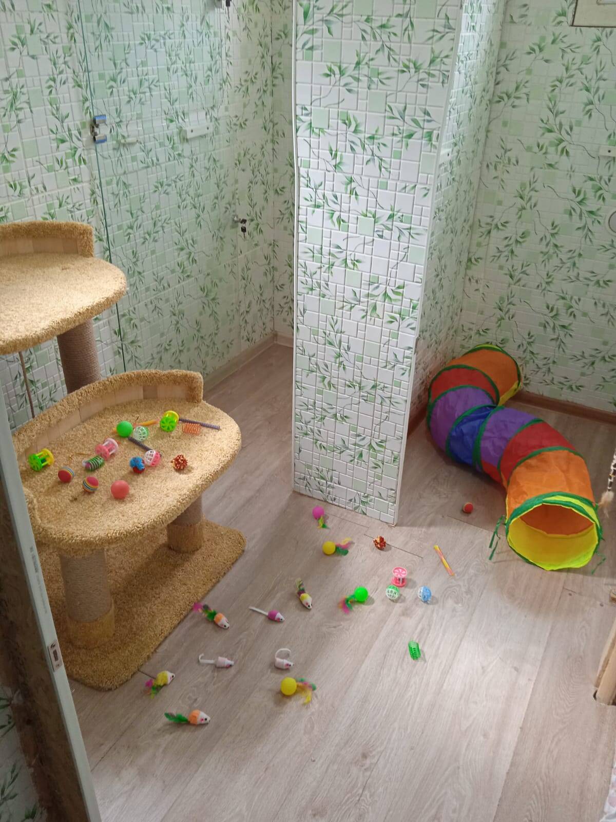 Зоогостиница для кошек на природе в Москве фото 3 Услуги Москва