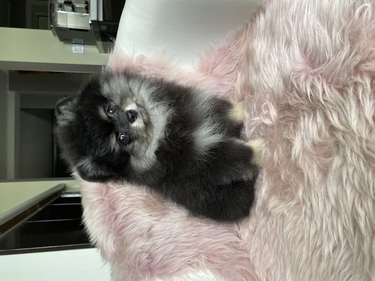 Личные вещи  во Всеволожске фото 6 Личные вещи Всеволожск