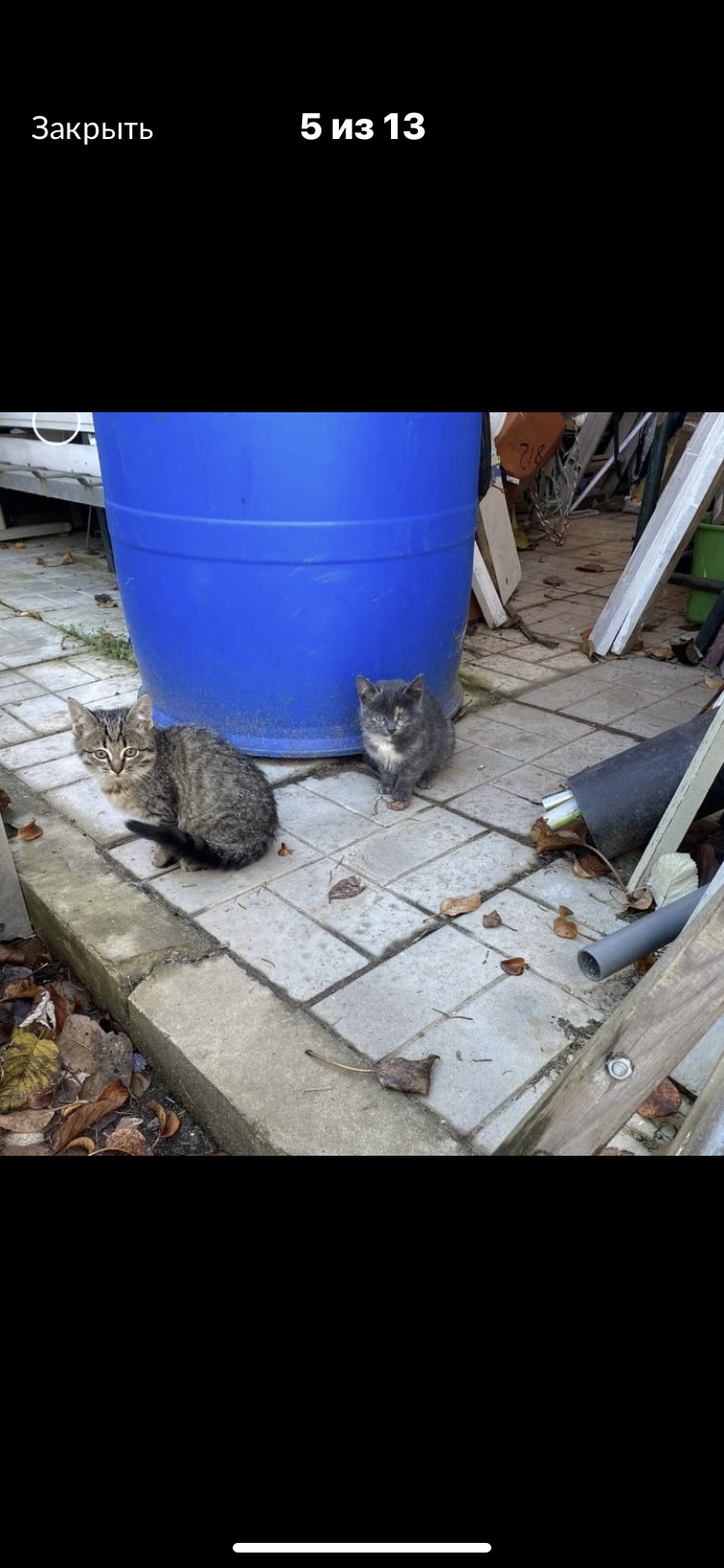 Уход за животными  во Всеволожске фото 3 Услуги Всеволожск