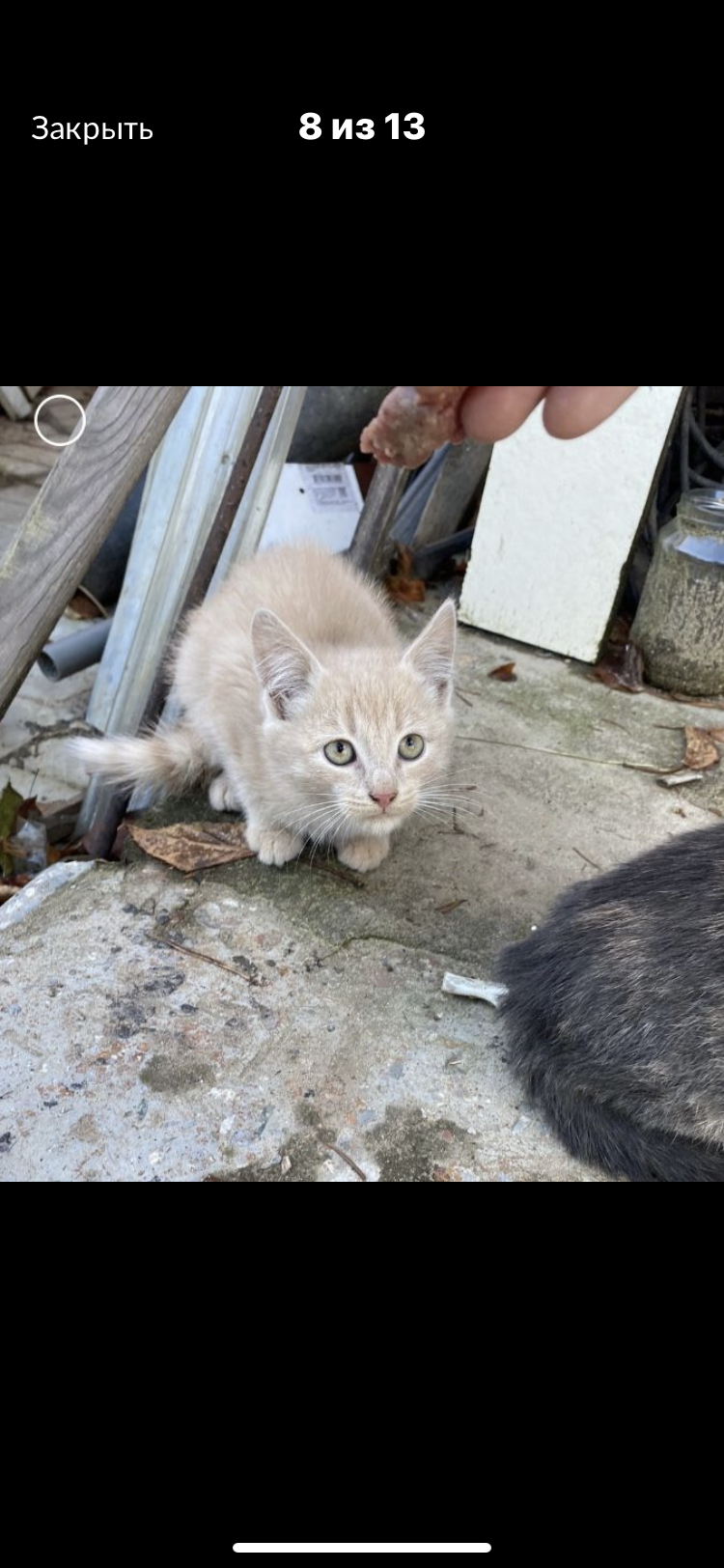 Уход за животными 