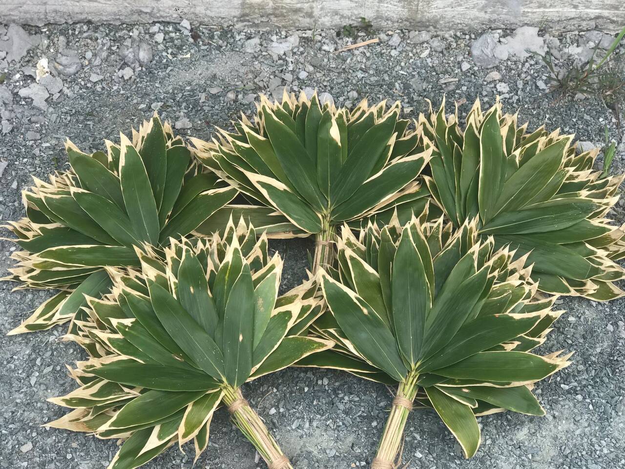 Банные веники из курильского бамбука Саза в Москве фото 2 Услуги Москва