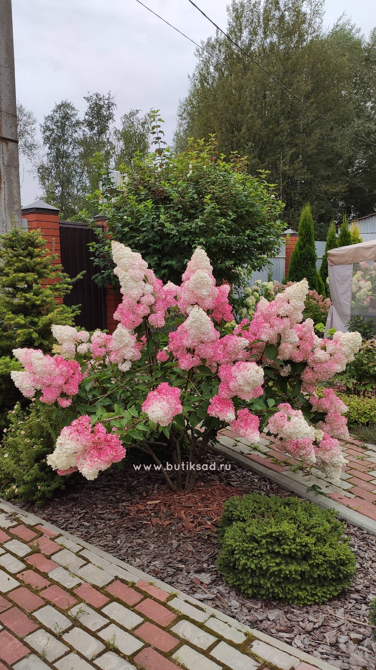 Гортензии метельчатые
