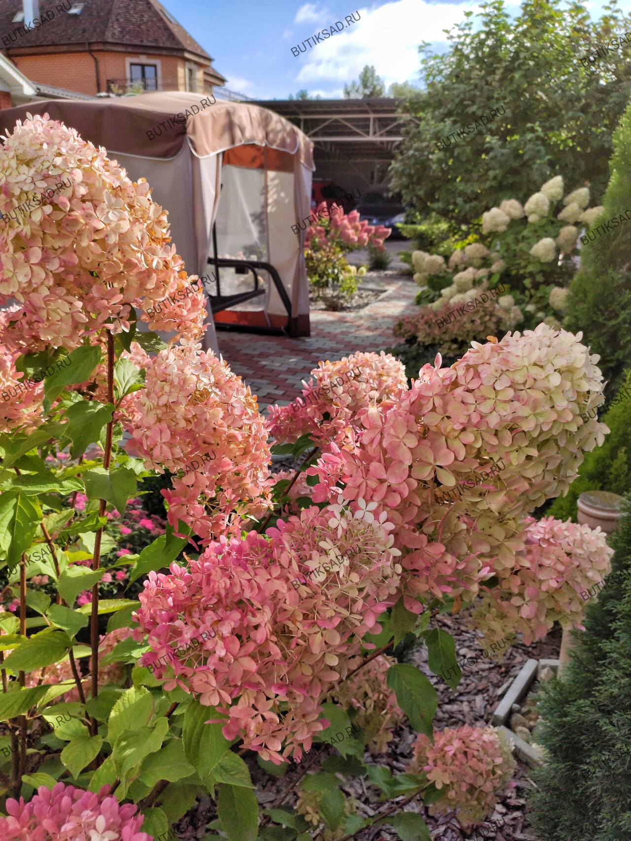 Гортензии метельчатые в Москве фото 3 Для дома и дачи Москва