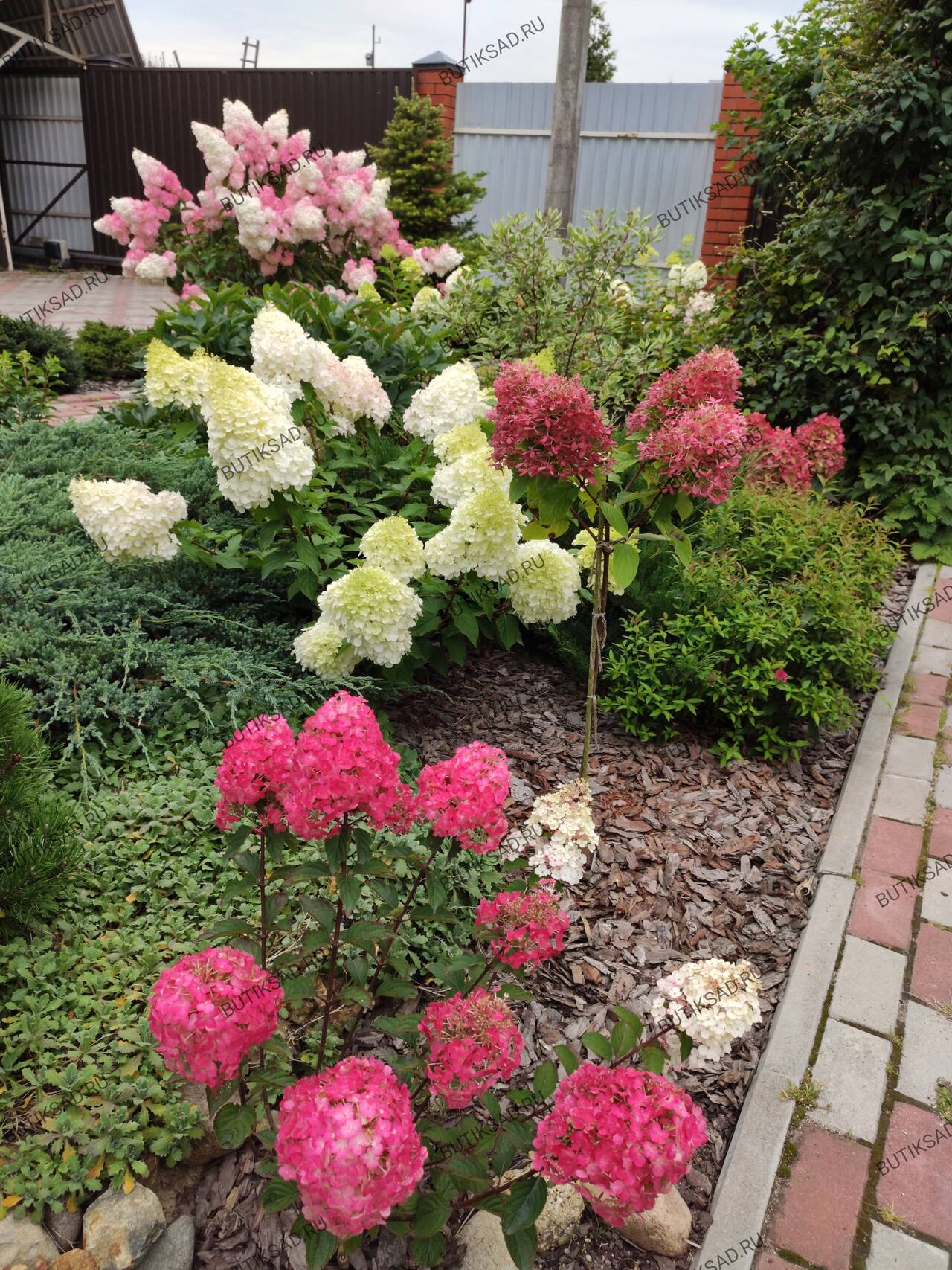 Гортензии метельчатые в Москве фото 4 Для дома и дачи Москва