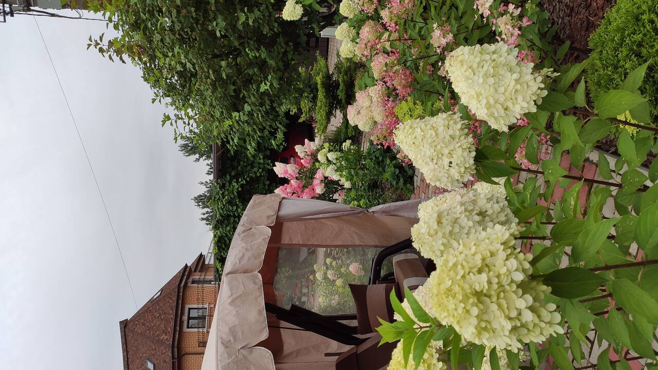 Гортензии метельчатые в Москве фото 2 Для дома и дачи Москва