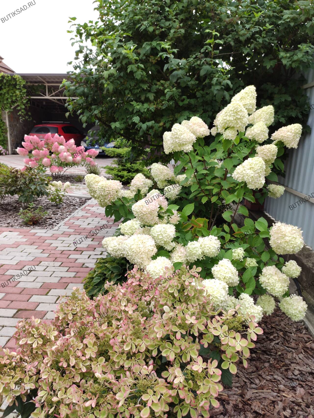 Гортензии метельчатые в Москве фото 5 Для дома и дачи Москва
