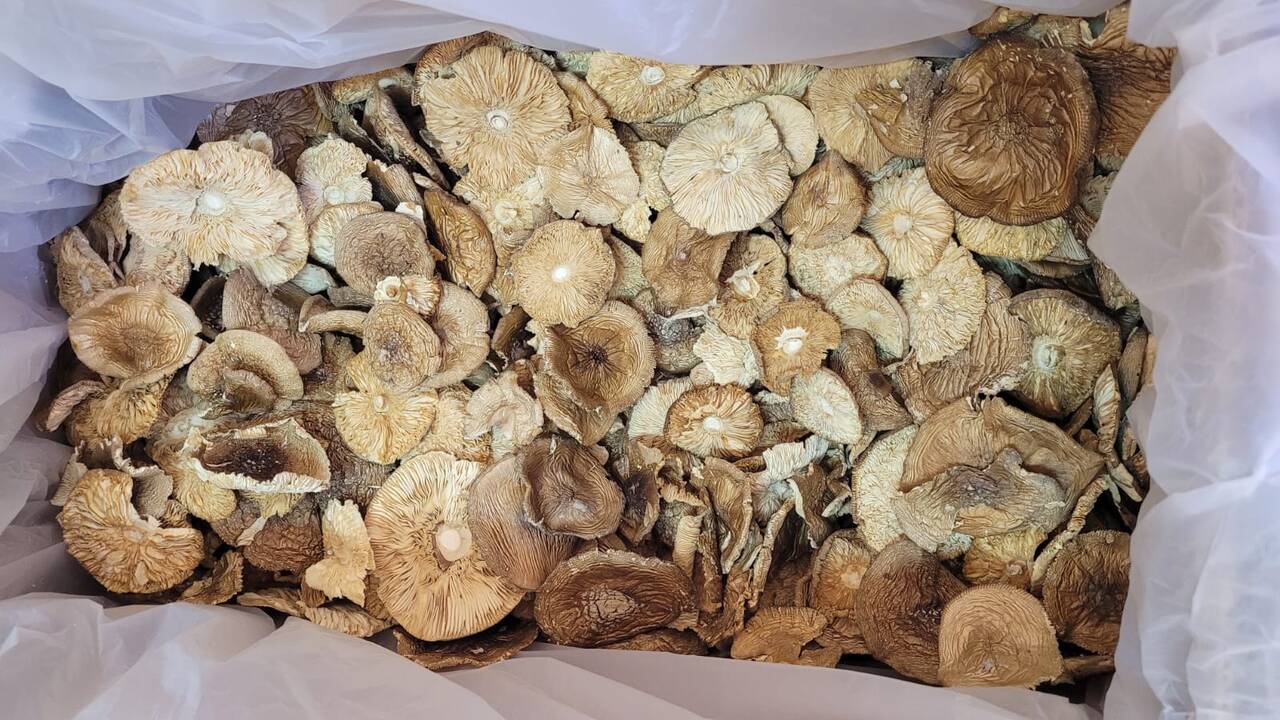 Мухомор пантерный в Новосибирске фото 1 Продукты питания Новосибирск