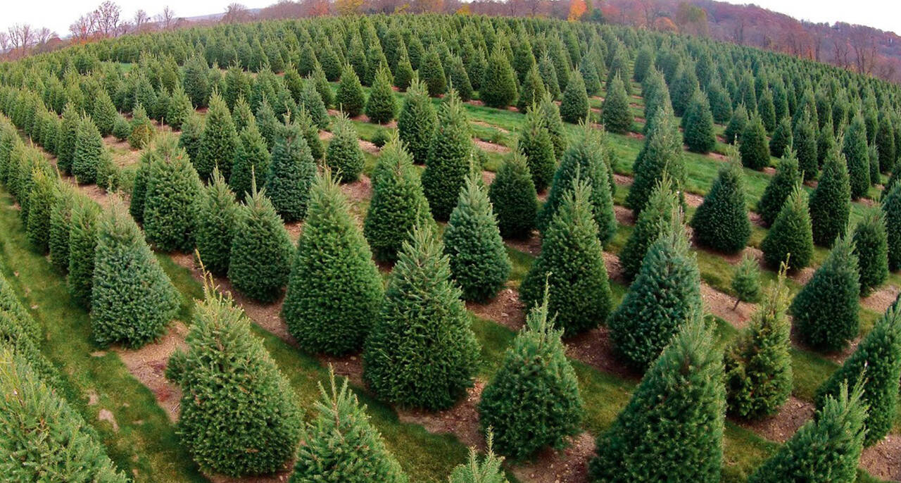 ХВОЙНЫЕ С КОМОМ в Ханты-Мансийске фото 3 Для дома и дачи Ханты-Мансийск ХВОЙНЫЕ С КОМОМ в Ханты-Мансийске фото 3 Для дома и дачи Ханты-Мансийск