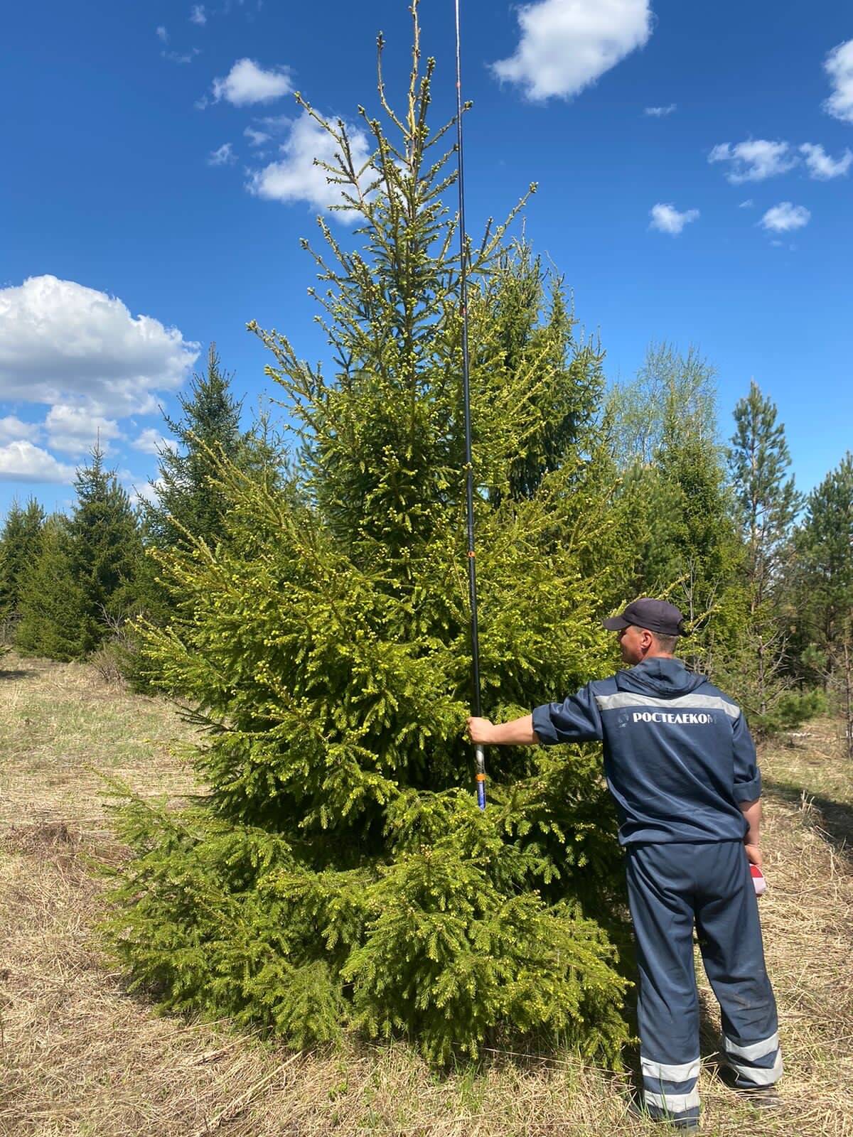 ХВОЙНЫЕ С КОМОМ