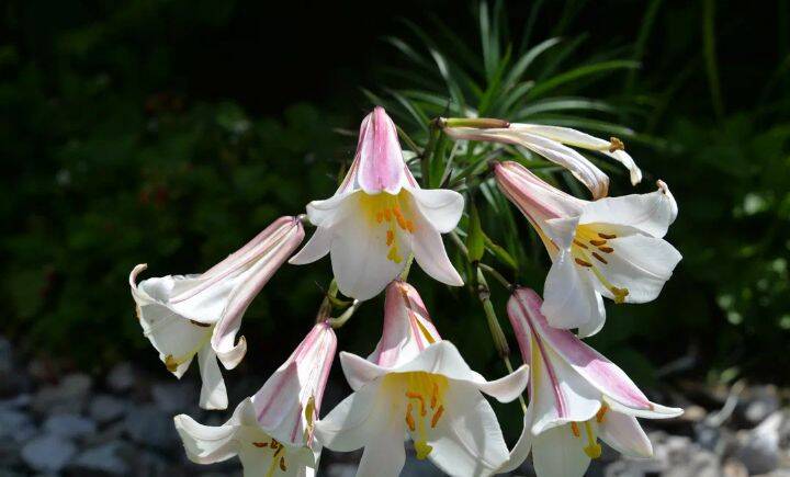 Лилии в Воронеже фото 3 Для дома и дачи Воронеж