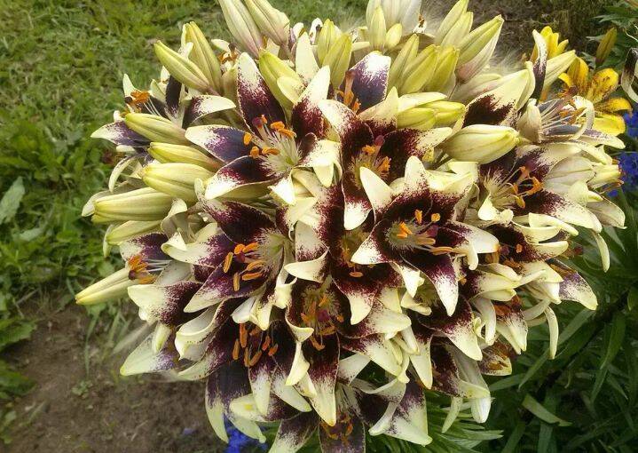 Лилии в Воронеже фото 2 Для дома и дачи Воронеж