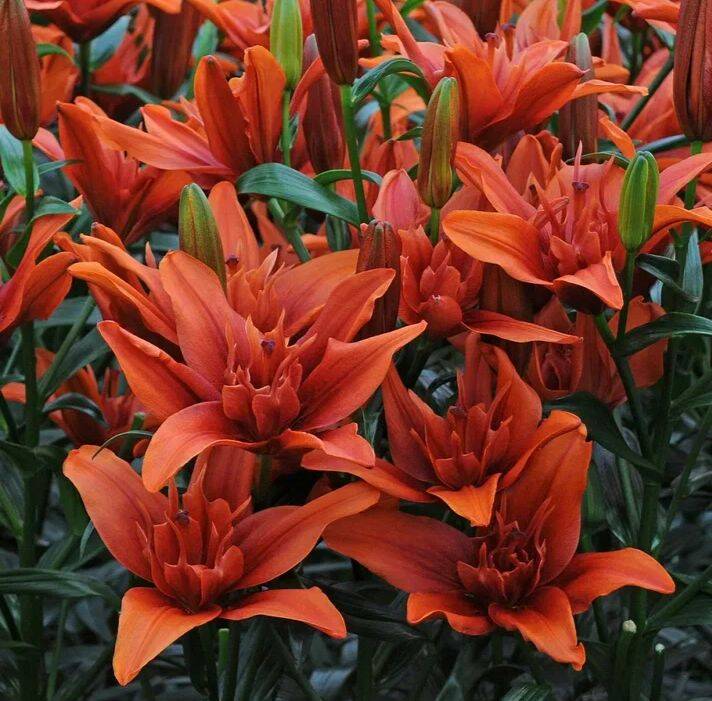 Лилии в Воронеже фото 6 Для дома и дачи Воронеж