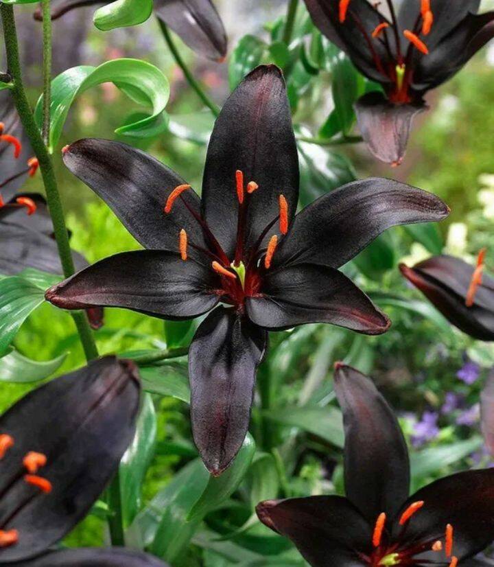 Лилии в Воронеже фото 7 Для дома и дачи Воронеж