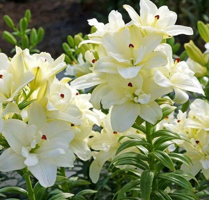 Лилии в Воронеже фото 5 Для дома и дачи Воронеж