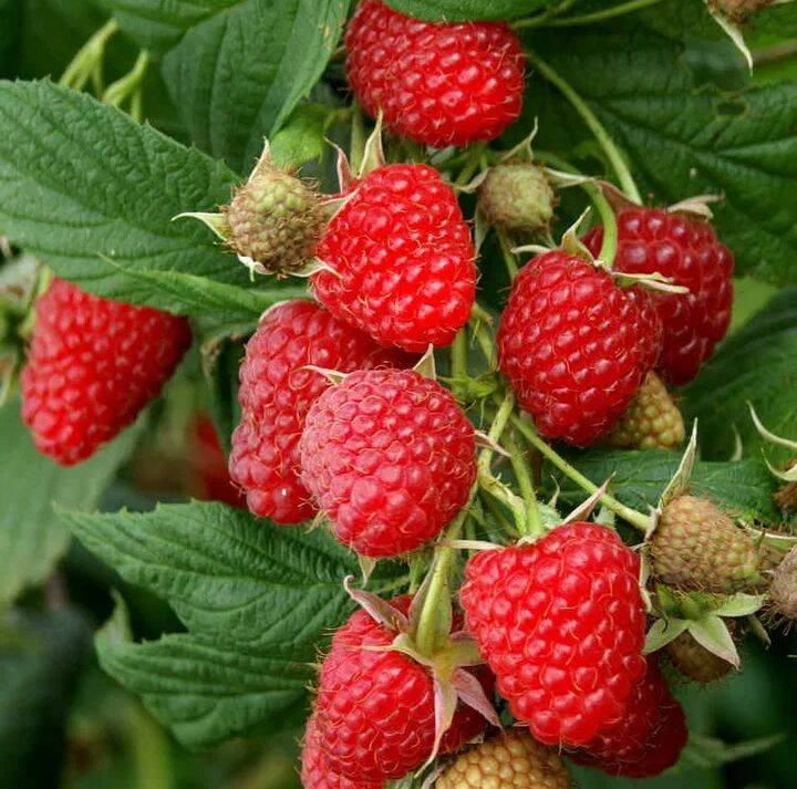 Цветы в Богучаре фото 2 Для дома и дачи Богучар