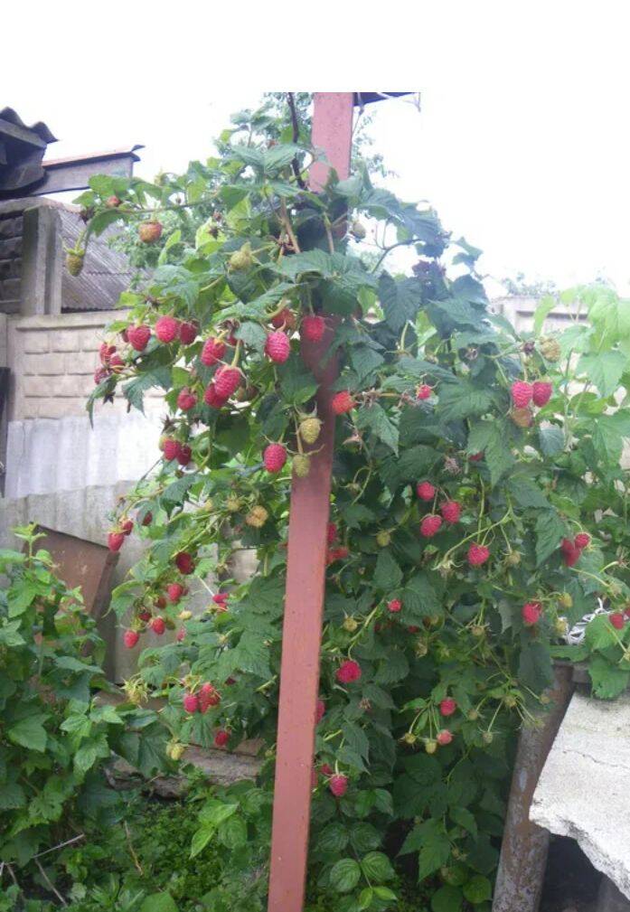 Цветы в Богучаре фото 3 Для дома и дачи Богучар