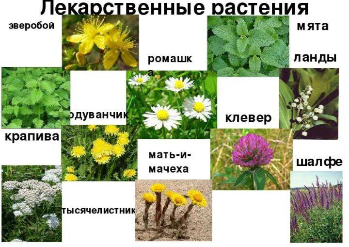 Лечение травы