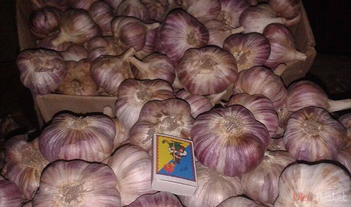 Семена чеснока