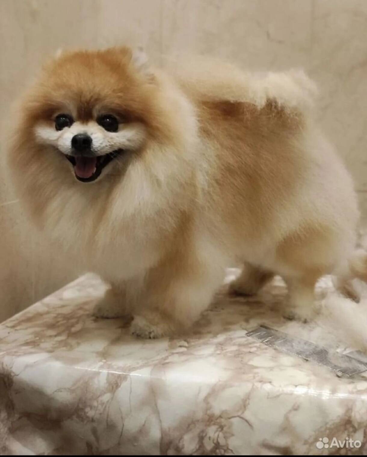 Груминг собак в Долгопрудном фото 7 Услуги Долгопрудный