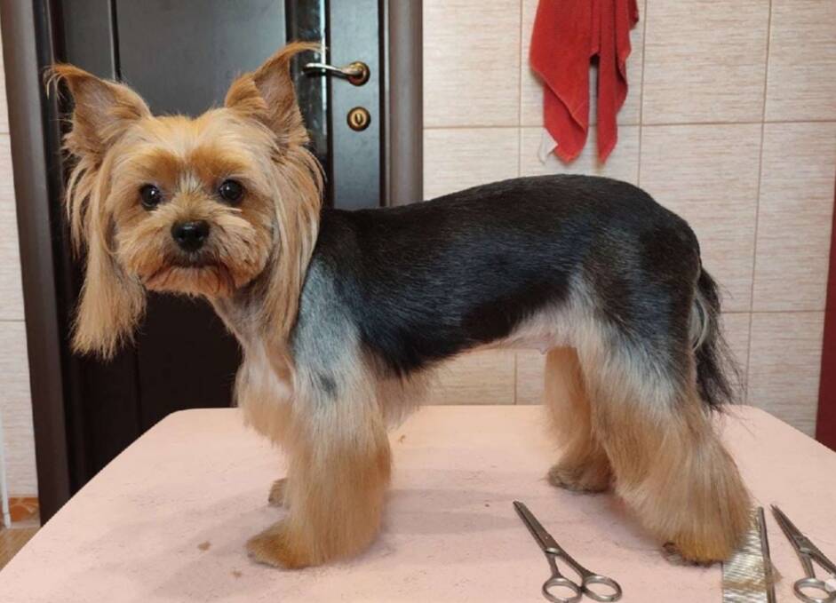 Груминг собак в Долгопрудном фото 4 Услуги Долгопрудный