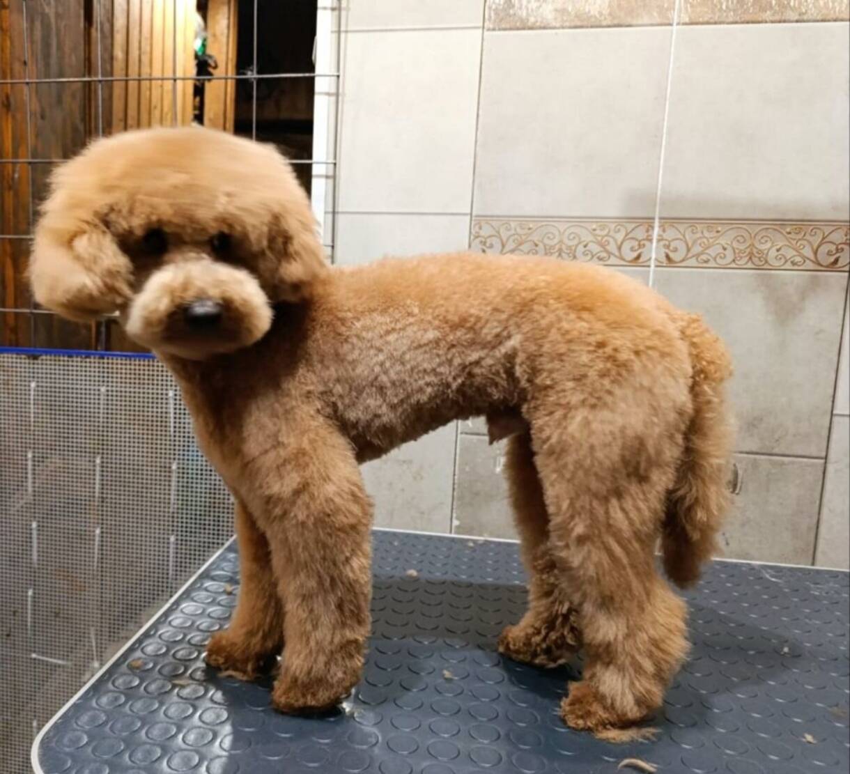 Груминг собак в Долгопрудном фото 5 Услуги Долгопрудный