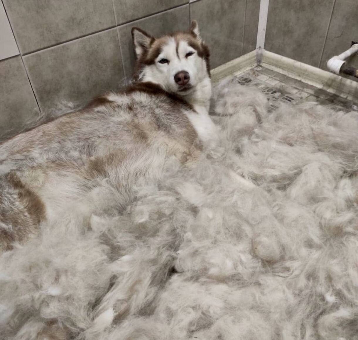 Груминг собак в Долгопрудном фото 6 Услуги Долгопрудный