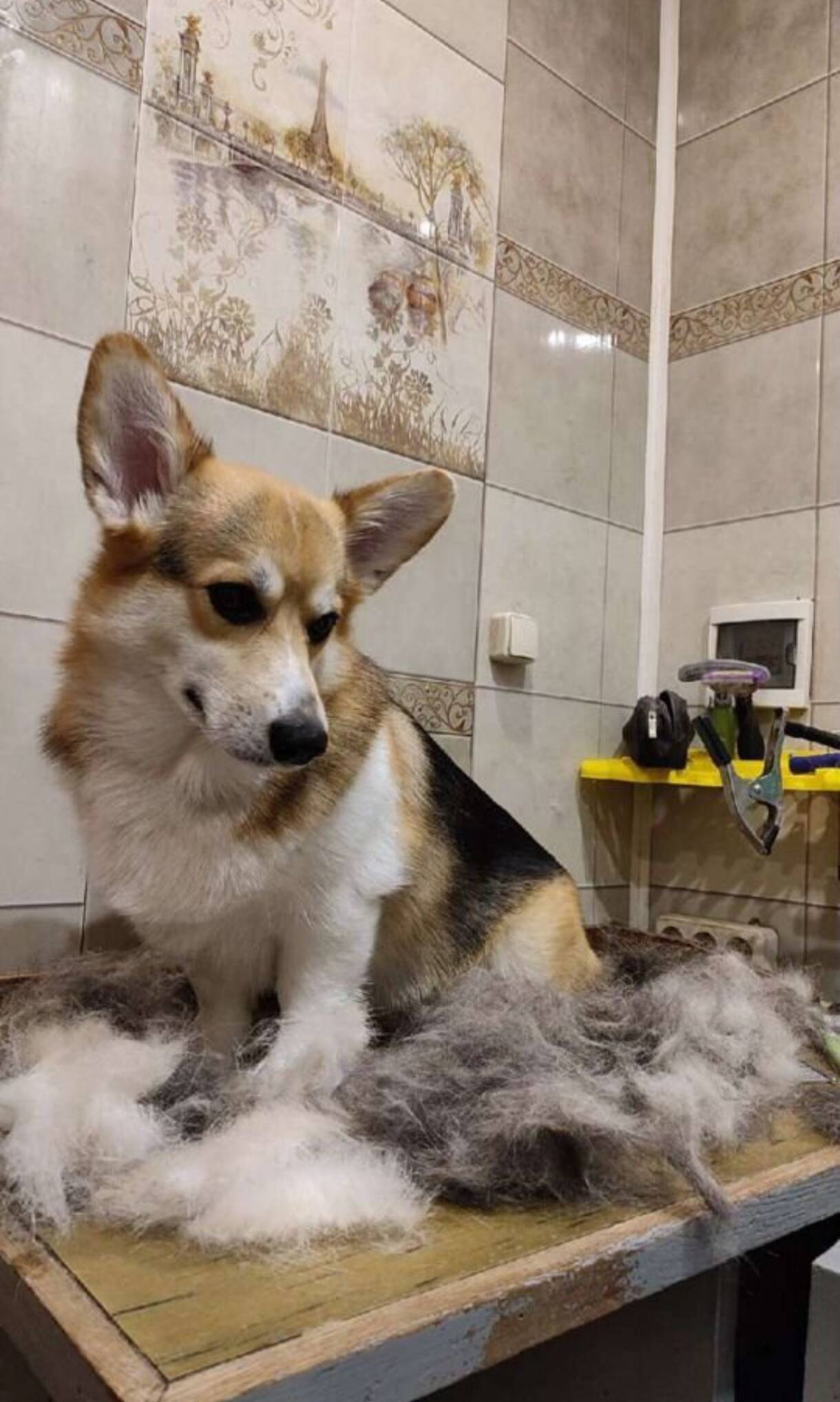 Груминг собак в Долгопрудном фото 3 Услуги Долгопрудный