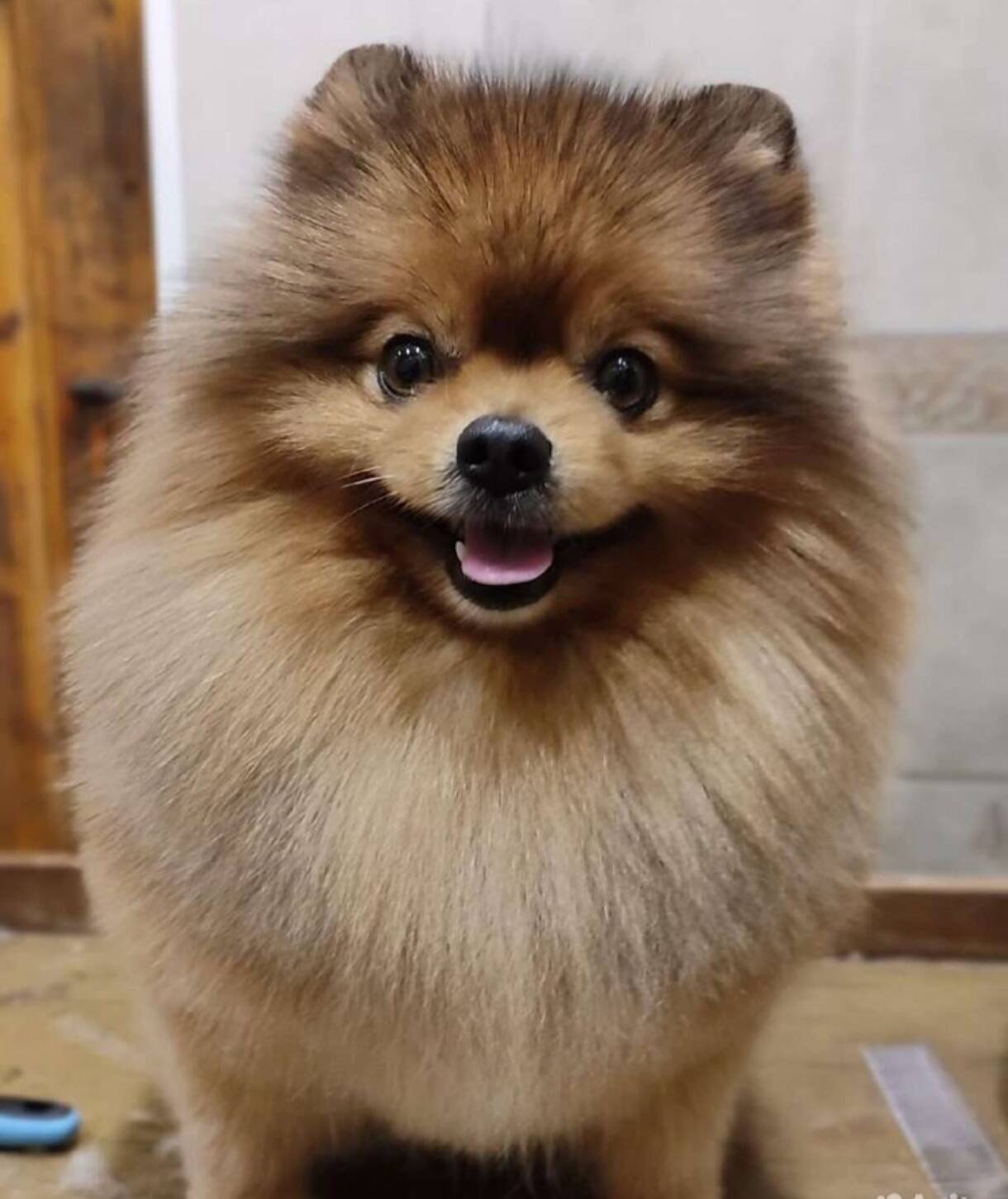 Груминг собак