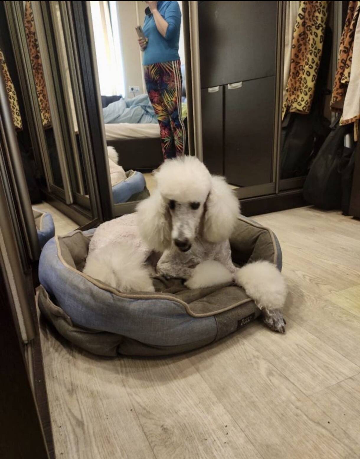 Груминг собак в Долгопрудном фото 2 Услуги Долгопрудный