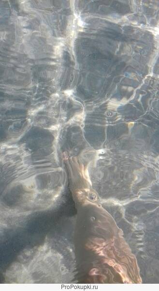 Отдых у черного моря