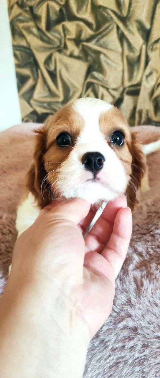 Кавалер кинг чарльз спаниель