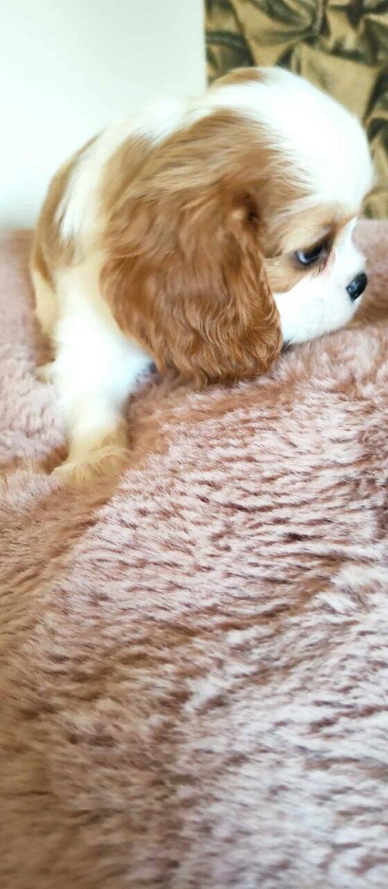 Кавалер кинг чарльз спаниель в Оренбурге фото 3 Услуги Оренбург