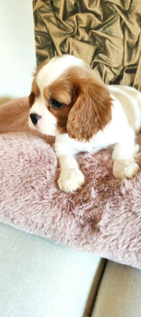 Кавалер кинг чарльз спаниель в Оренбурге фото 2 Услуги Оренбург