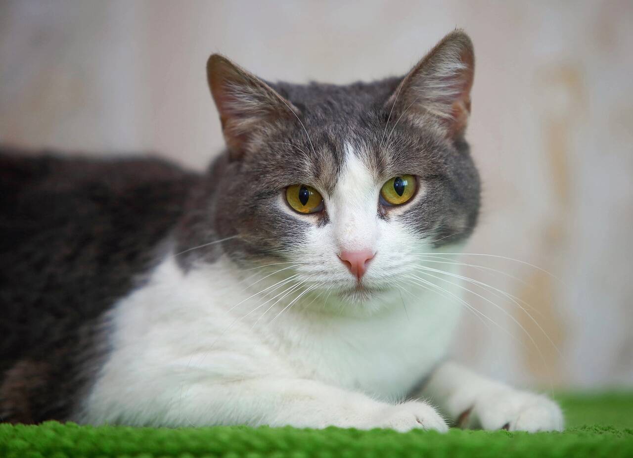 кошечка МОтя очень ждет хозяина