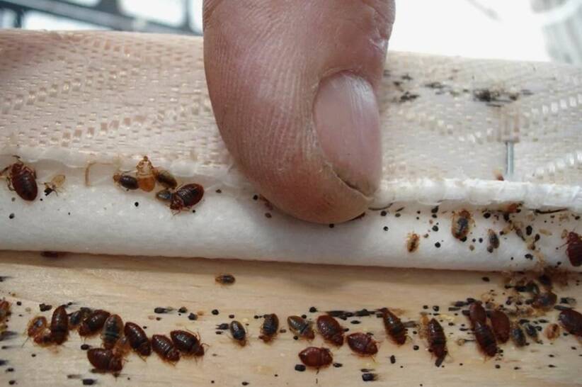 Дезинфекция, Дезинсекция, уничтожение, обработка в Саратове фото 3 Услуги Саратов