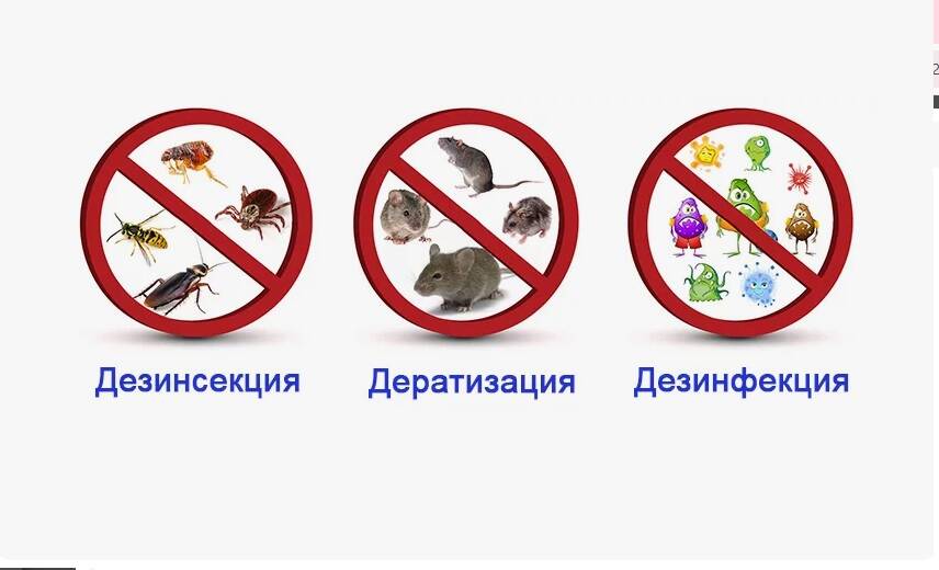 Дезинфекция, Дезинсекция, уничтожение, обработка в Саратове фото 2 Услуги Саратов