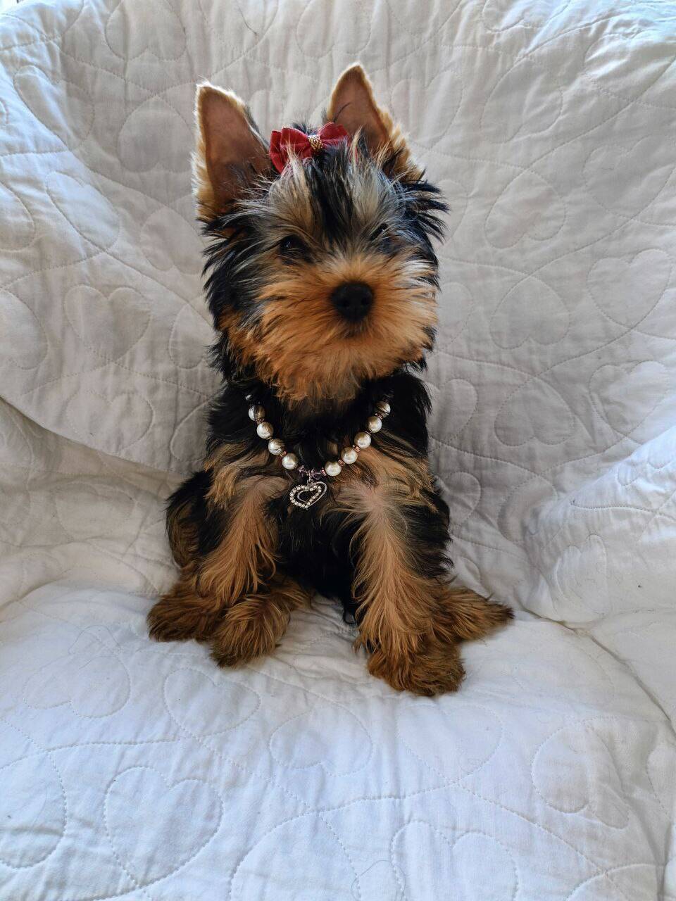 щенки йорка в Санкт-Петербурге фото 2 Услуги Санкт-Петербург