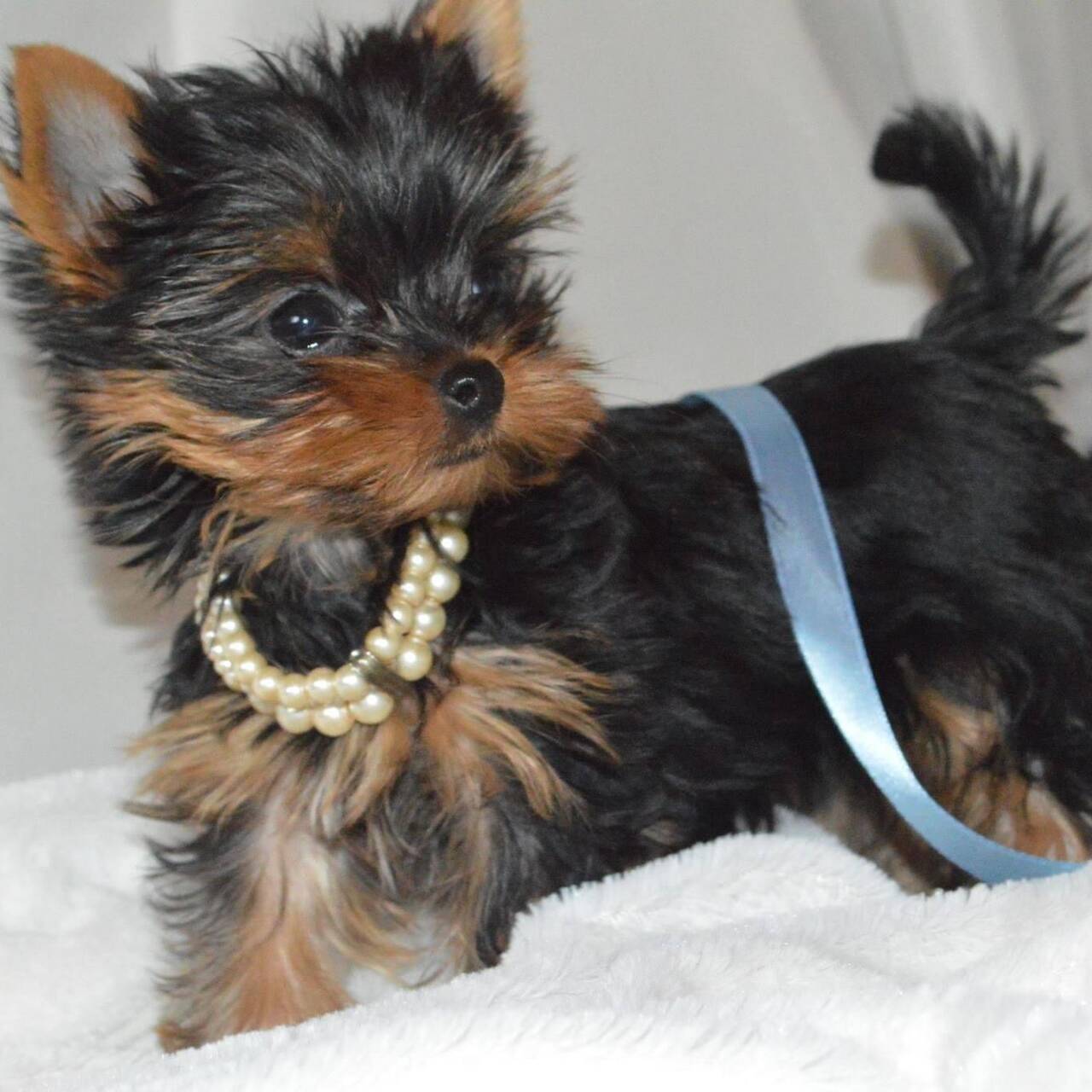 щенки йорка в Санкт-Петербурге фото 3 Услуги Санкт-Петербург